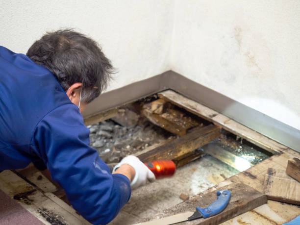 Best Health and Safety Mold Remediation in Tukwila, WA