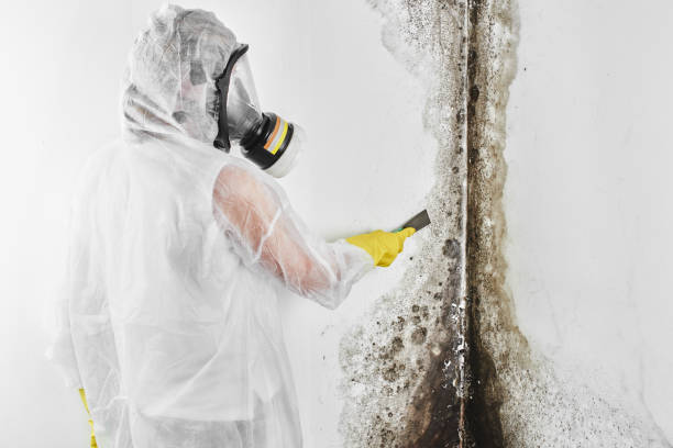 Best Residential Mold Remediation in Tukwila, WA