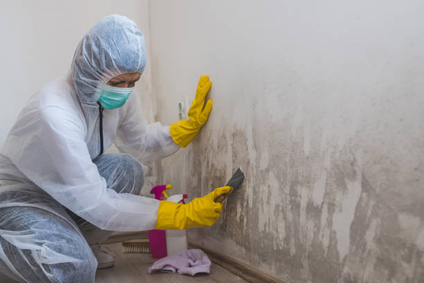 Best Insurance-Related Mold Remediation in Tukwila, WA
