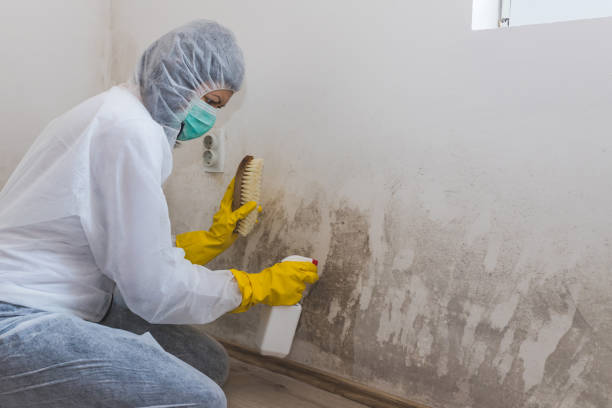 Best Crawl Space Mold Remediation in Tukwila, WA