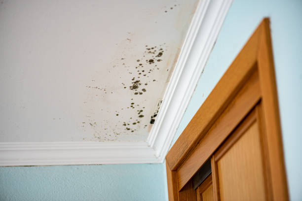 Best Mold Remediation for Schools in Tukwila, WA