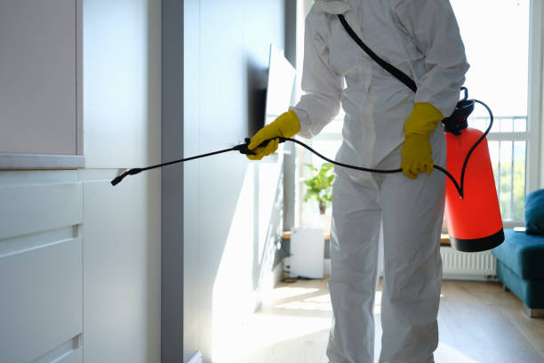 Best Black Mold Remediation in Tukwila, WA