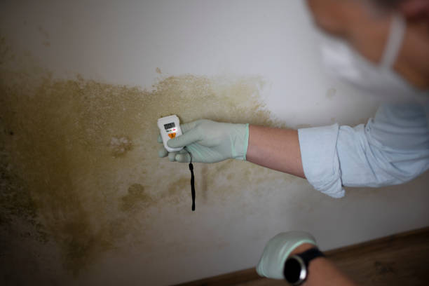 Best Residential Mold Remediation in Tukwila, WA