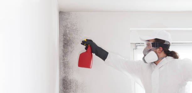 Best Bathroom Mold Remediation in Tukwila, WA