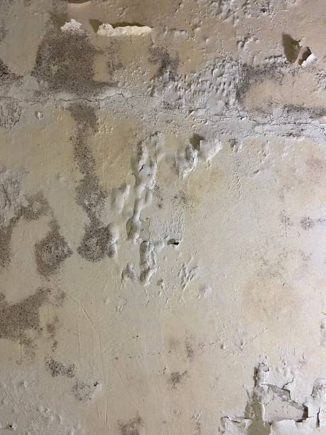 Best Preventive Mold Services in Tukwila, WA