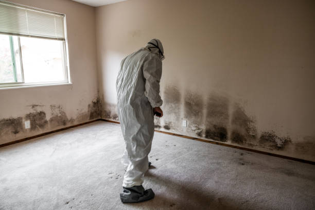Best Mold Testing and Inspection Services in Tukwila, WA