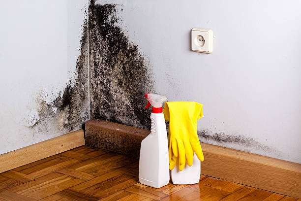 Best Insurance-Related Mold Remediation in Tukwila, WA